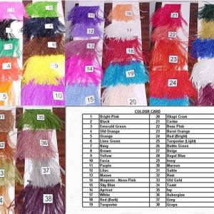 Ostrich Feathers for sale