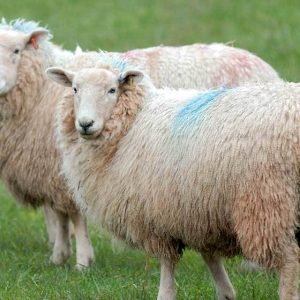 livestock Farm Animals For Sale